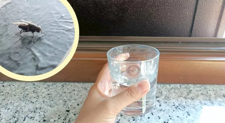 cum sa scapi de muste
