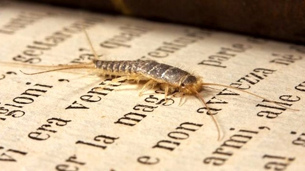 eliminare insecte din casa