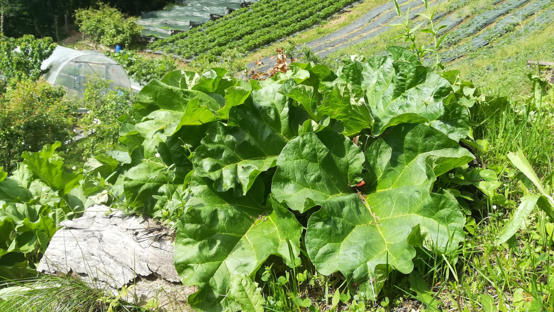 ierburi-salbatice-comestibile