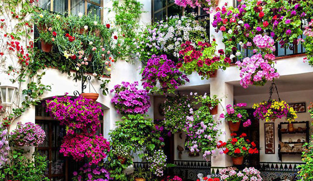 ce plante sa alegi pentru balcon