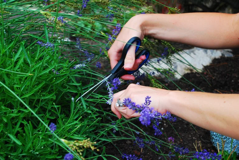lavanda