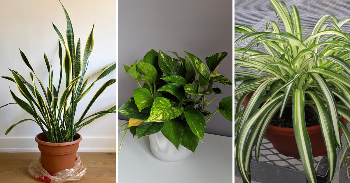 plante
