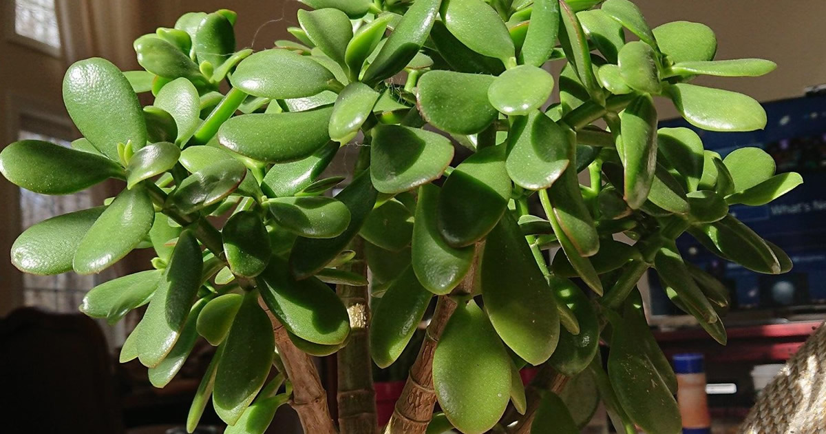 planta