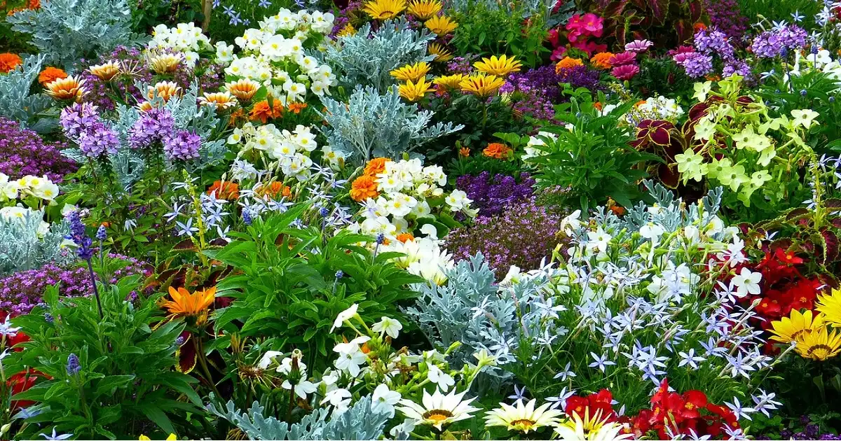 plante august