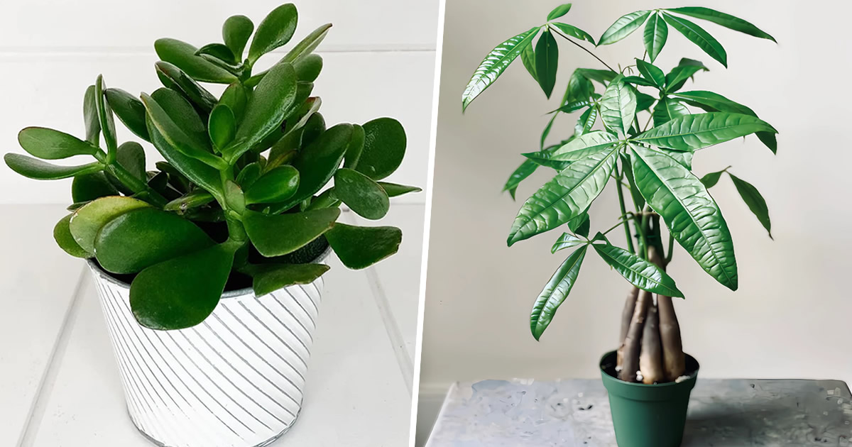 plante care aduc noroc