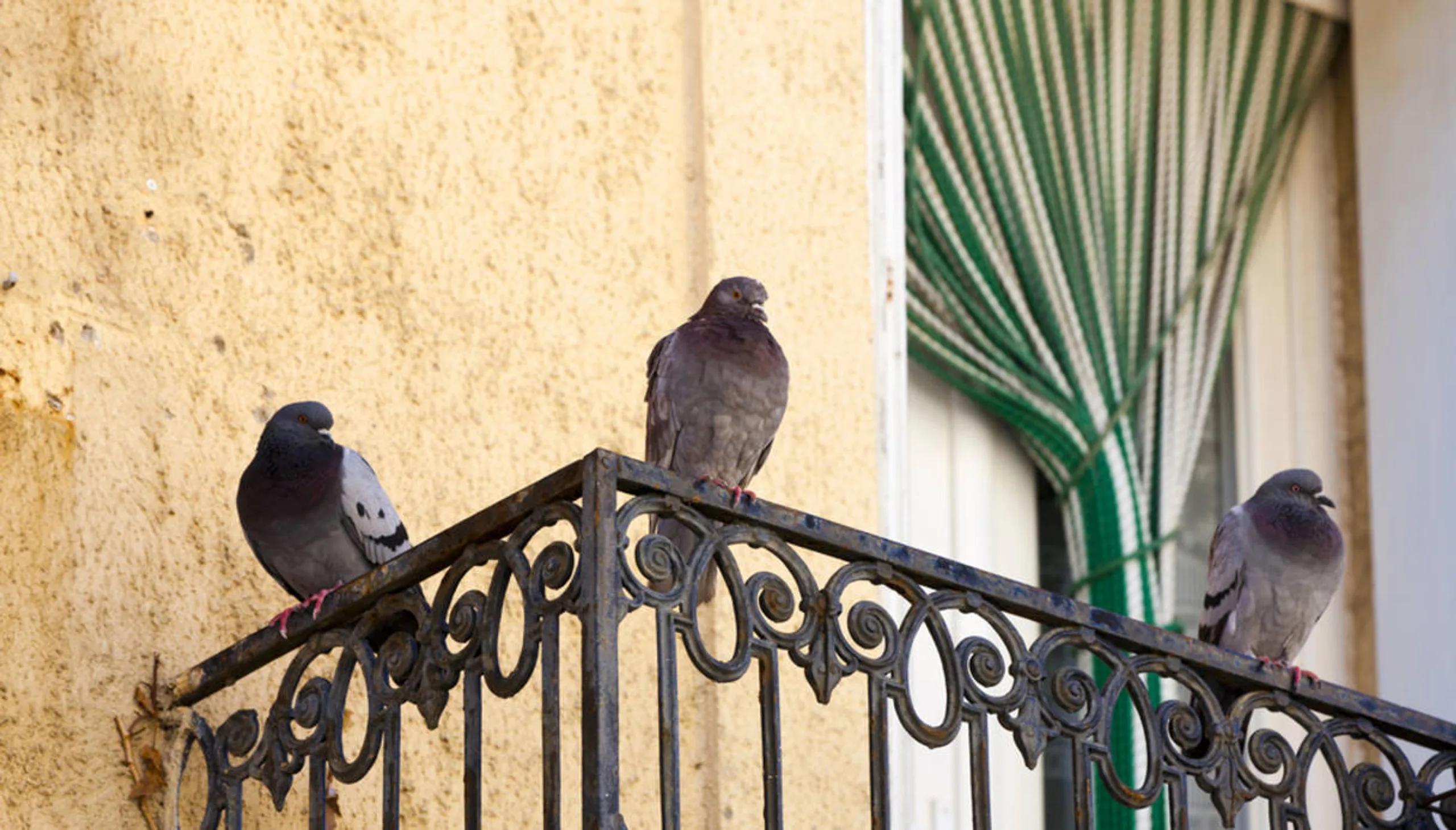 porumbei pe balcon