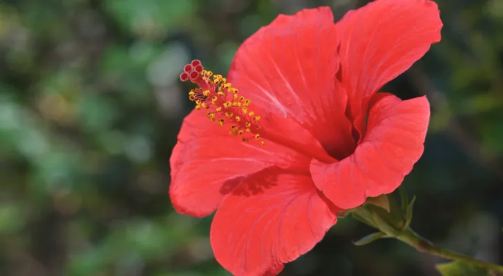 hibiscus