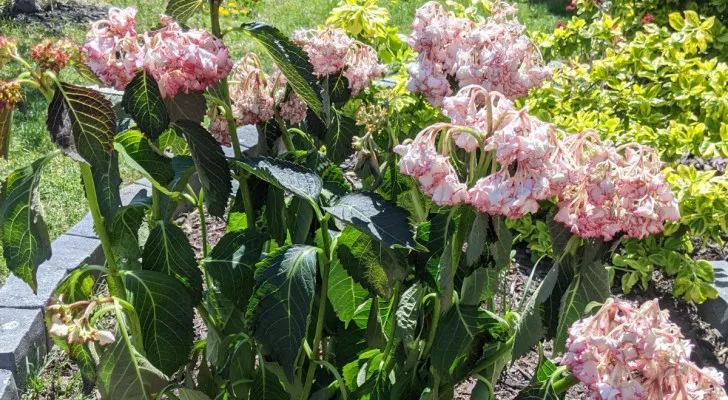 hortensii